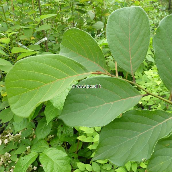 Pterostyrax corymbosa