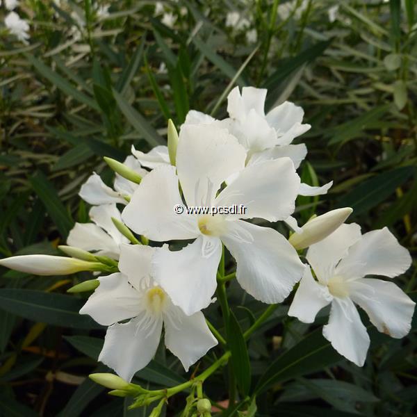 Nerium oleander Album (3)