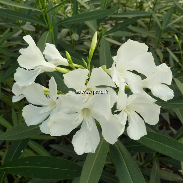 Nerium oleander Album (1)