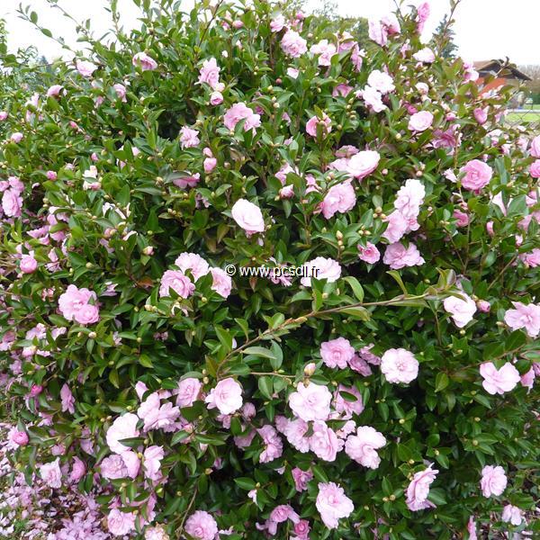 Camellia sasanqua Fanny (5)