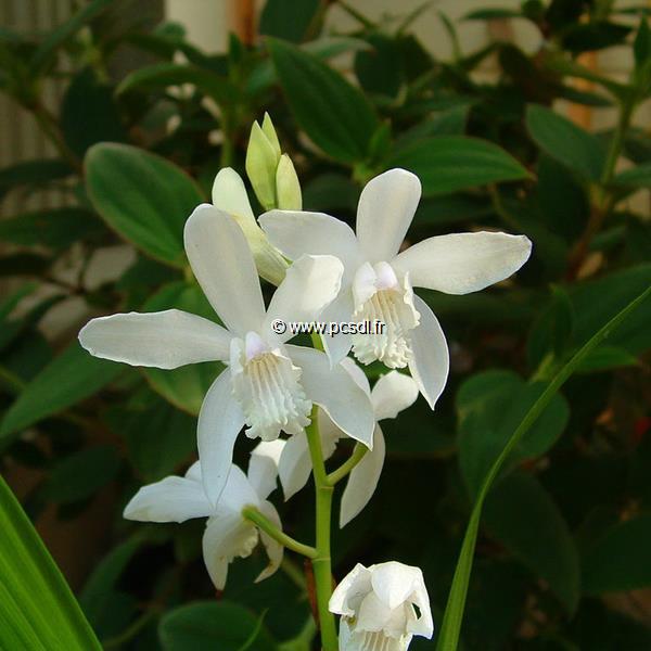 Bletilla striata alba