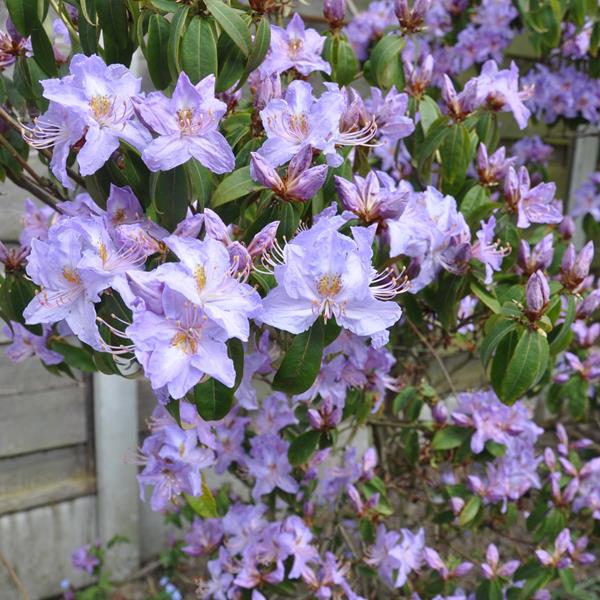 Rhododendron augustinii Carolles