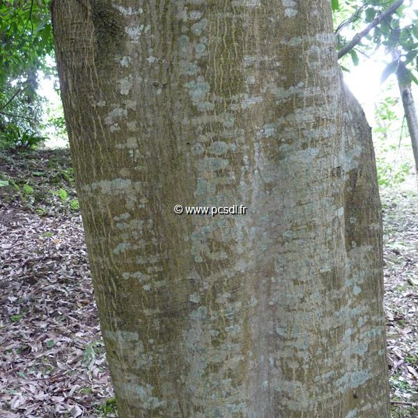 Acer laevigatum (4)