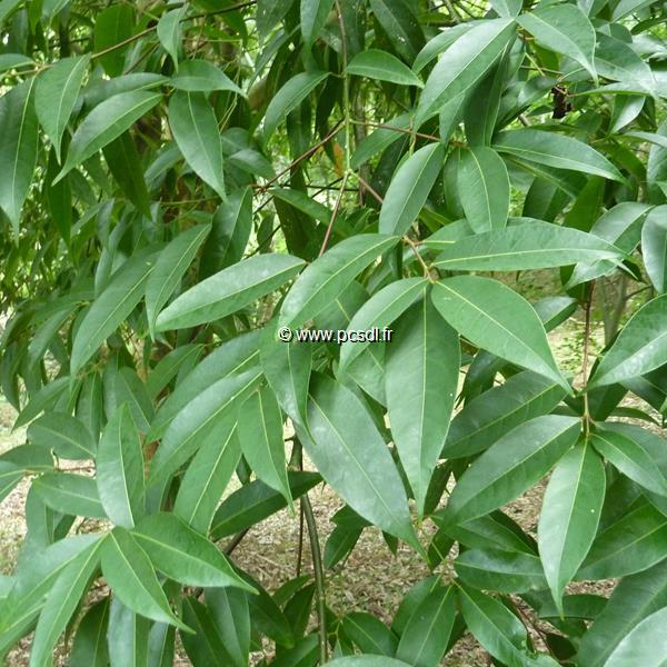 Acer laevigatum (1)