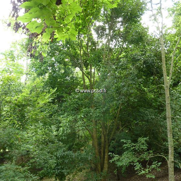 Acer laevigatum (2)