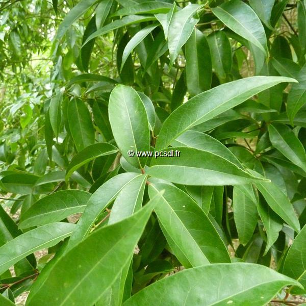 Acer laevigatum (3)
