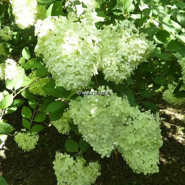 Hydrangea paniculata Limelight (2)