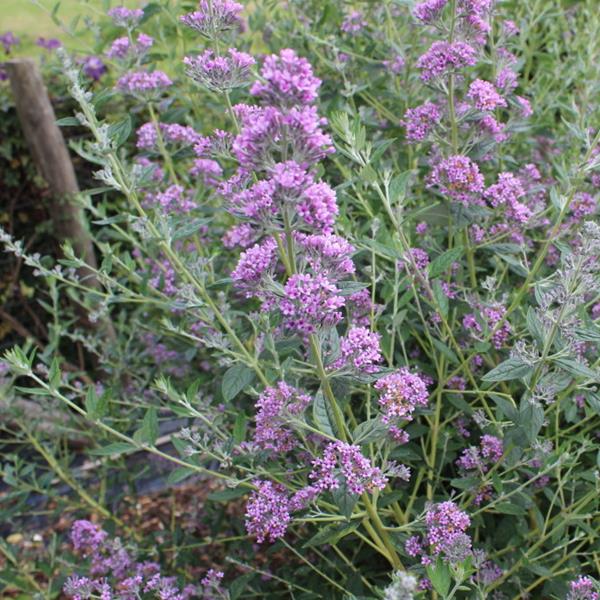 Buddleja alternifolia Unique