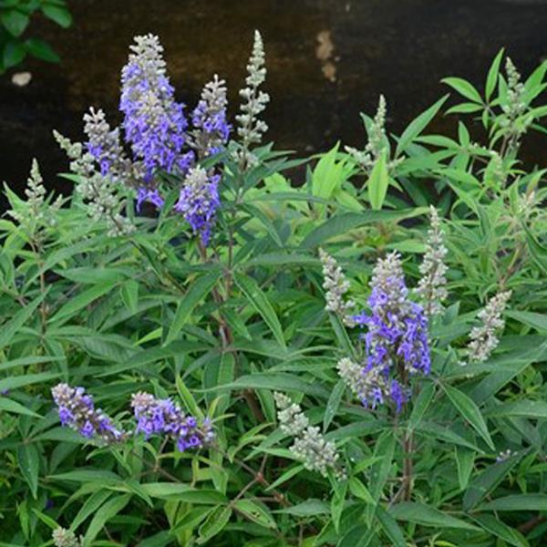 Vitex agnus-castus Blue Puffball (1)