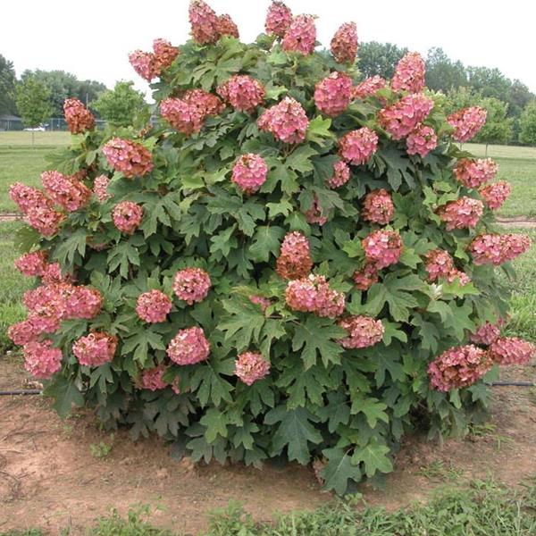 Hydrangea quercifolia Queen of Hearts (2)