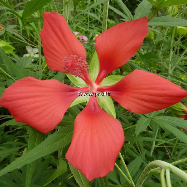 Hibiscus coccineus (6)