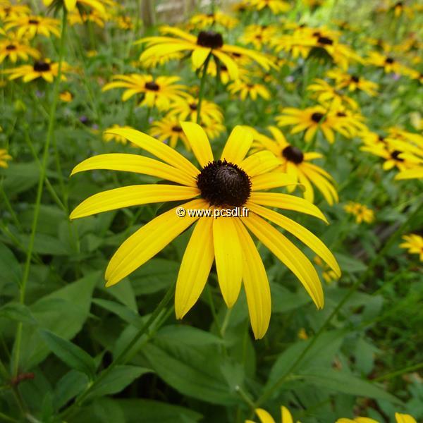 Rudbeckia Goldsturm