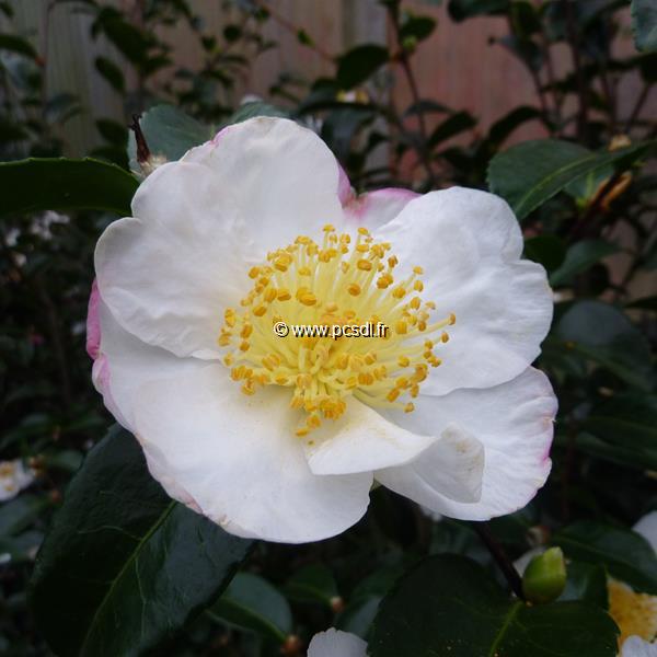 Camellia sasanqua Pink Snow (3)