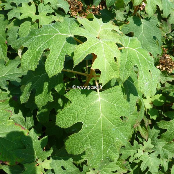 Hydrangea quercifolia Tennessee Clone