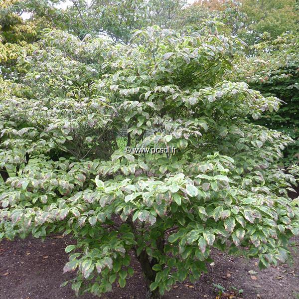 Cornus florida Cherokee Daybreak (4)