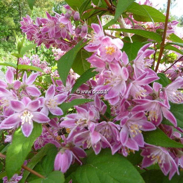 Deutzia hybrida Perle Rose (4)