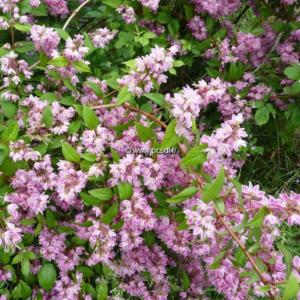 Deutzia hybrida Perle Rose