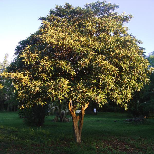 Eriobotrya japonica