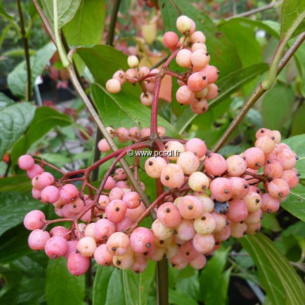 Viburnum nudum Pink Beauty (1)