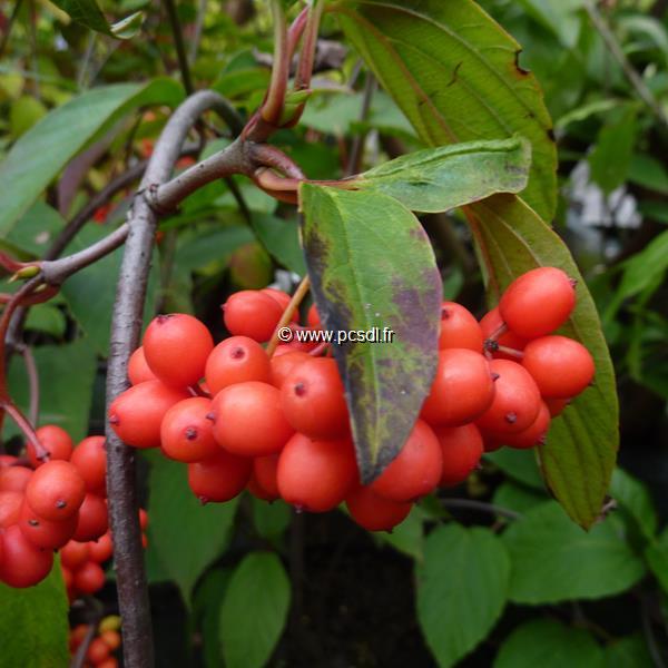 Viburnum setigerum (2)
