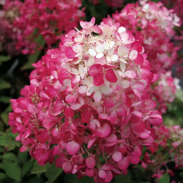 Hydrangea paniculata Diamant Rouge (1)