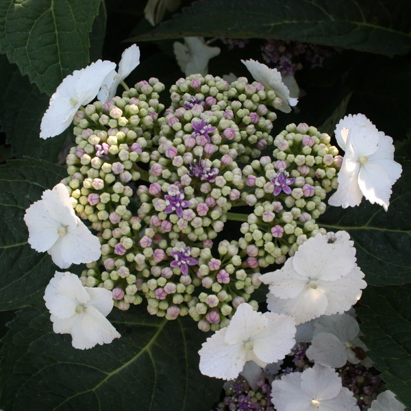 Hydrangea serrata Tokyo Delight