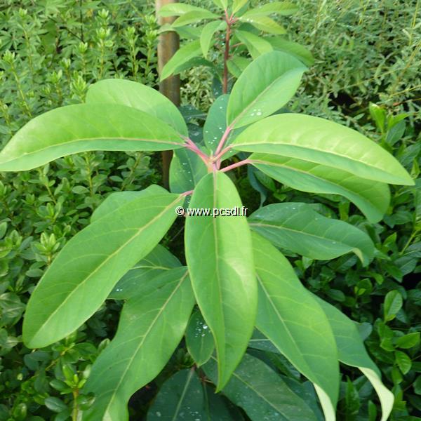 Daphniphyllum macropodum (3)