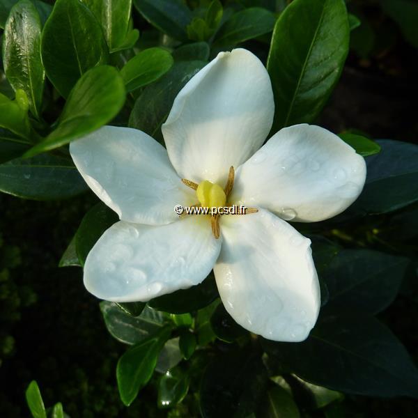 Gardenia jasminoides Kleims Hardy