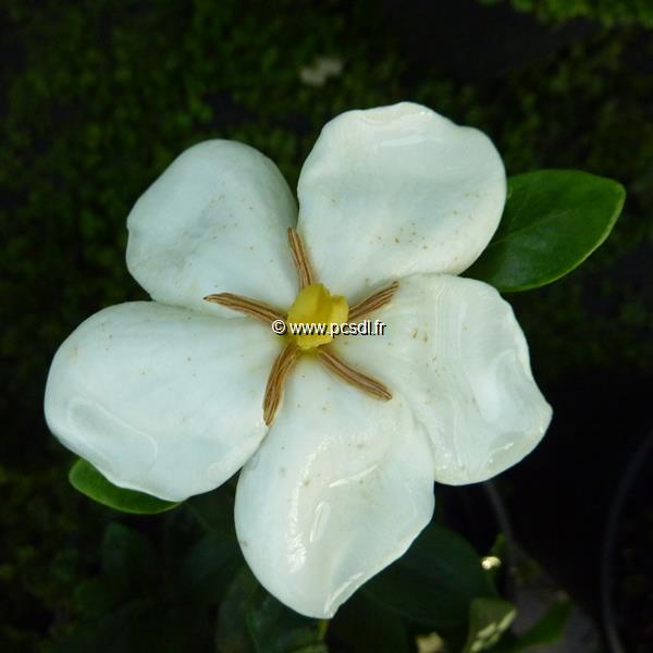 Gardenia jasminoides Kleims Hardy (2)