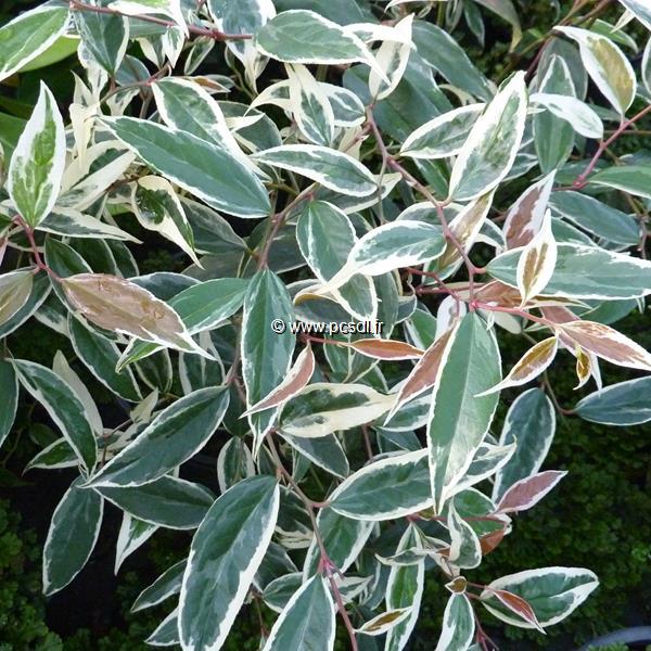 Leucothoe Whitewater