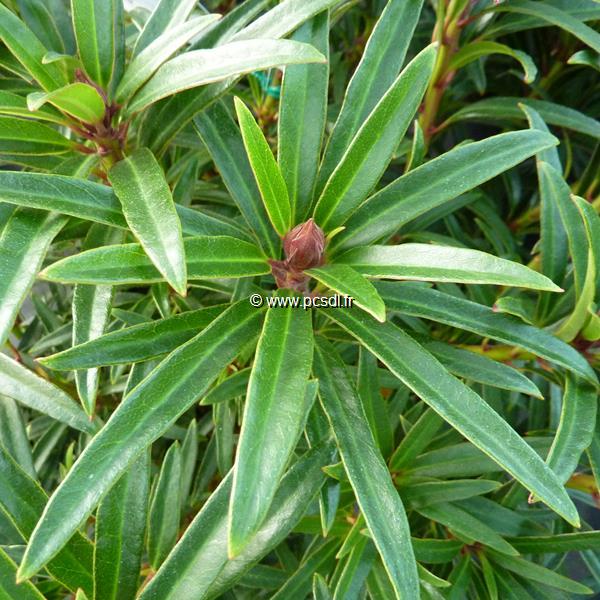 Rhododendron ponticum Graziella