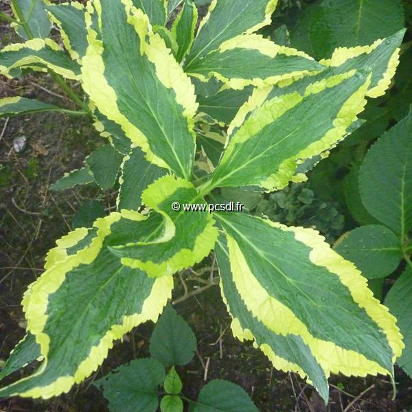 Hydrangea macrophylla Gold Rush