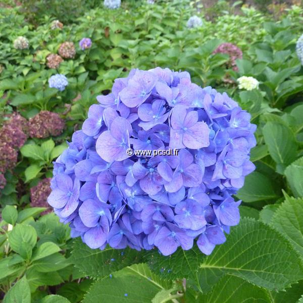 Hydrangea macrophylla Koster