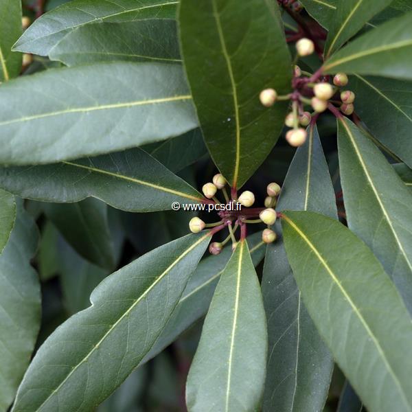 Laurus Nobilis Tous Les Arbres P Pini Res C Te Sud Des Landes