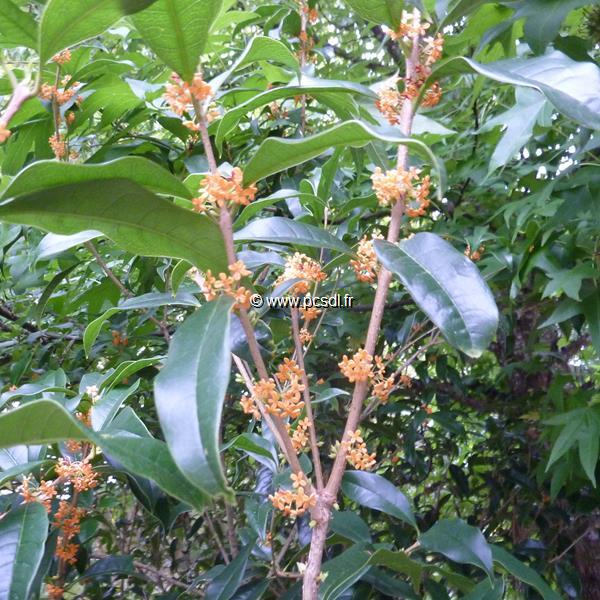 Osmanthus fragrans aurantiacus (5)