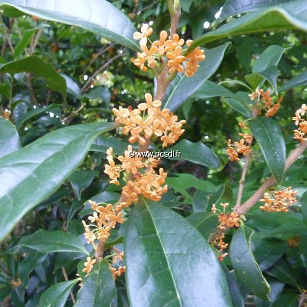 Osmanthus fragrans aurantiacus (4)