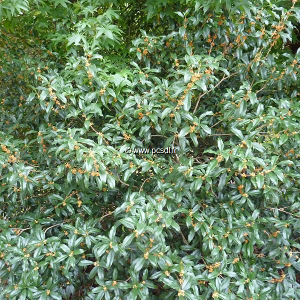 Osmanthus fragrans aurantiacus (3)