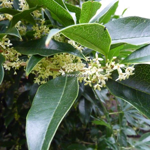 Osmanthus fragrans (1)