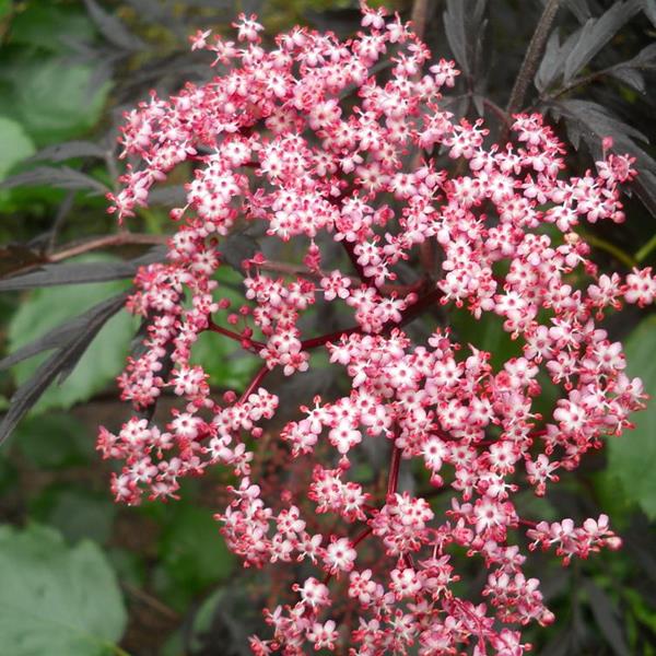 Sambucus nigra Black Lace (3)