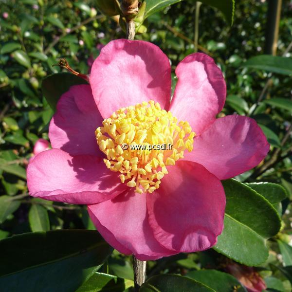 Camellia sasanqua Evangeline (1)