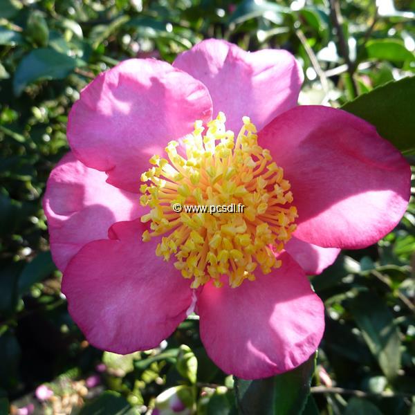 Camellia sasanqua Evangeline (3)