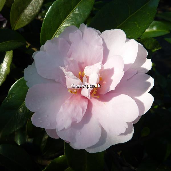 Camellia sasanqua Jean May (2)