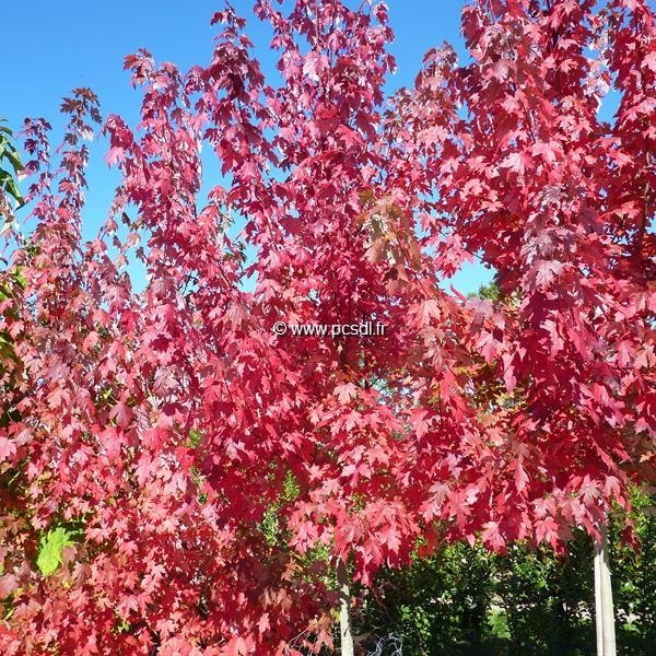 Acer freemanii AutumnBlaze (2)