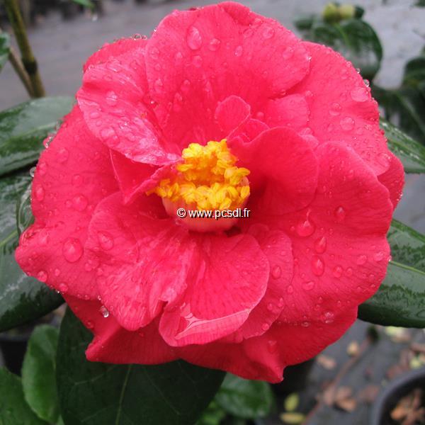 Camellia Adolphe Audusson (2)
