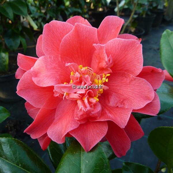 Camellia japonica Mark Alan (3)