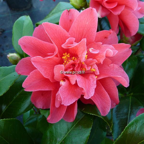 Camellia japonica Mark Alan (4)