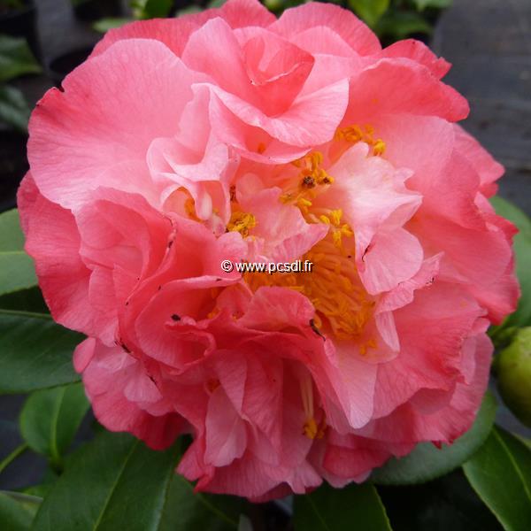 Camellia japonica Nuccios Jewel (3)