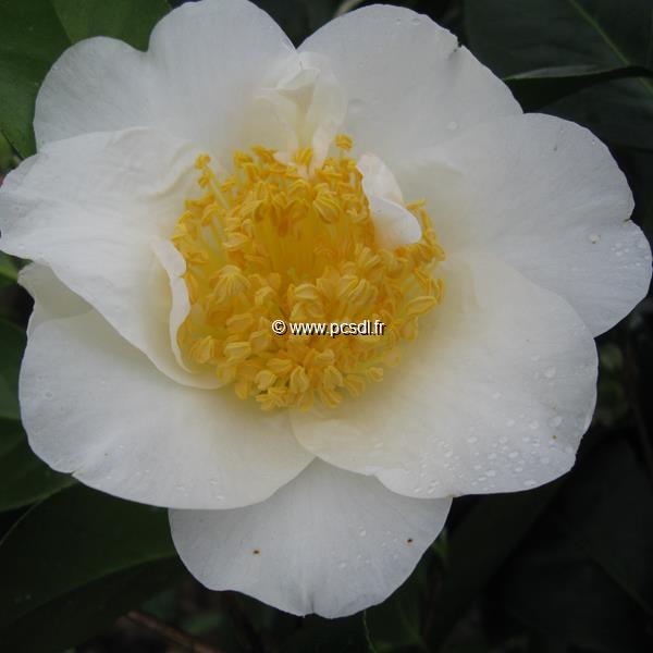 Camellia japonica Silver Waves (3)
