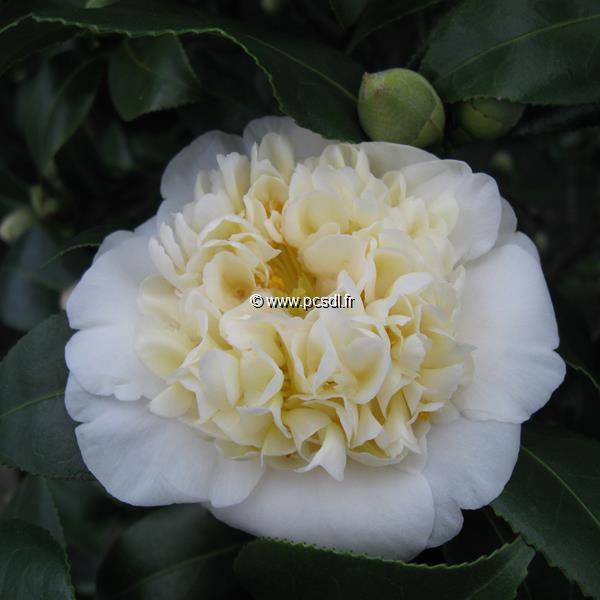 Camellia williamsii Jurys Yellow (1)