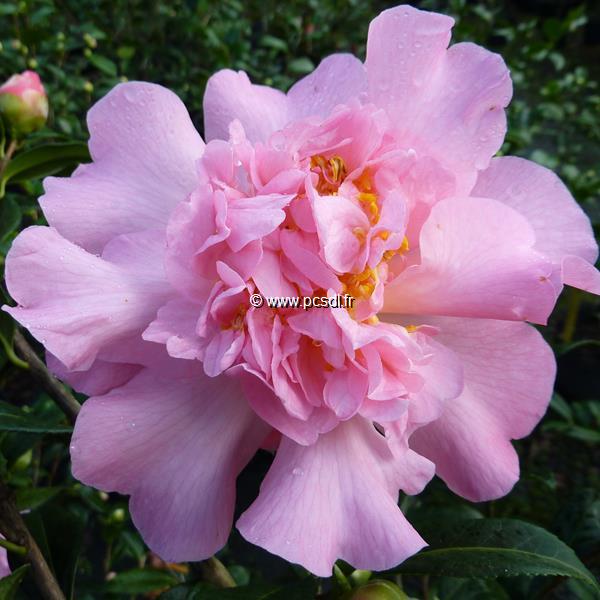 Camellia williamsii Mary Phoebe Taylor (1)